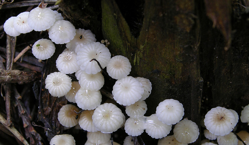 Marasmius bulliardii